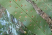 <strong>Phymatosorus scolopendria - Ramon, Laurence - 98</strong><br />© Ramon, Laurence